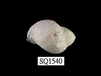 藏品(紫口珊瑚螺)的圖片